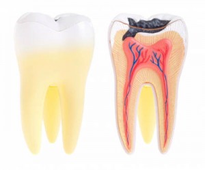 endodontic-canal