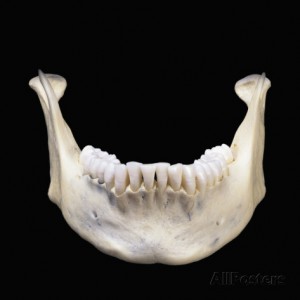 mandibula-os